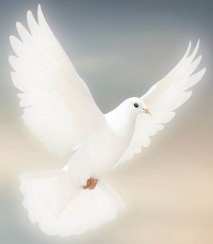 Dove representing peace